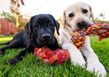 65 najljepših citata o psima u čast njihovoj odanosti i ljubavi