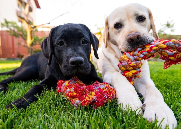 65 najljepših citata o psima u čast njihovoj odanosti i ljubavi