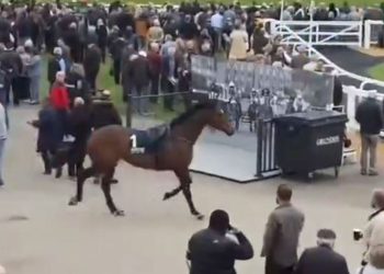 Kaos na utrkama Stratforda dok labavi konj prolazi kroz područje gledatelja, prisiljavajući puntere da se povuku u stranu