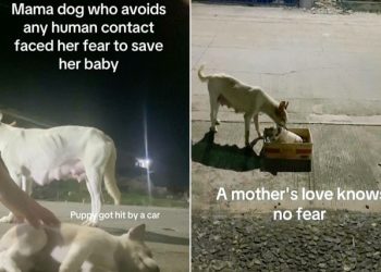 Uplašeni pas lutalica traži pomoć od ljubaznog stranca nakon što automobil udari njegovo štene.