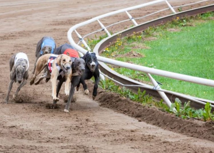 Utrke s hrtovima na Addington Racewayu: Animal Charity Safe poziva na rušenje trkačke industrije