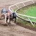 Utrke s hrtovima na Addington Racewayu: Animal Charity Safe poziva na rušenje trkačke industrije