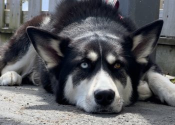 Husky koji je izgubio oko nakon prometne nesreće napustio svog vlasnika, a ljudi su shrvani
