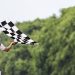 Hong Kong trkači dominiraju Macau Grand Prix za Touring Cars Caxifier