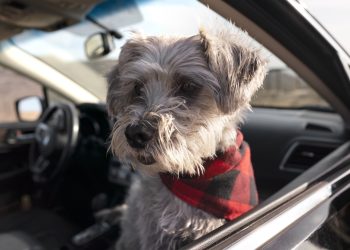 Najbolji automobili za ljubitelje pasa 2025: Top 9 modela s prostranim prtljažnicima i karakteristikama prilagođenim psima