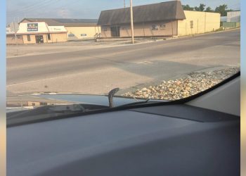 Vozač skoro pada s ceste kad joj sitna glava iskače s haube