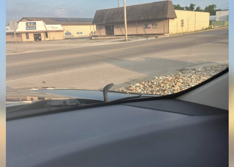 Vozač skoro pada s ceste kad joj sitna glava iskače s haube