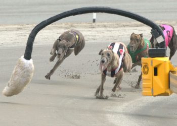 Zabrana Greyhound Racing u Novom Zelandu s pregledom Visokog suda