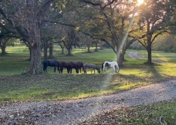 Američki ben špijuni na Topraku Razgatlıoğlu prešli u motoGP