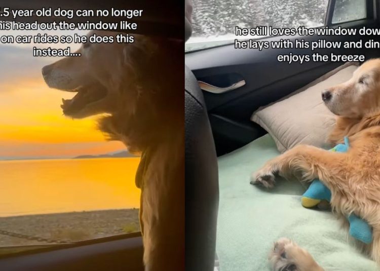 Pomicanje videozapisa seniorskog psa prikazuje promjene na cestama koje su ga zadesile Pomicanje videozapisa seniorskog psa prikazuje promjene na cestama koje su ga zadesile