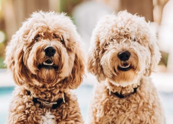 5 kovrčavih očnjaka za ljubitelje zagrljaja prema stručnjacima za kućne ljubimce