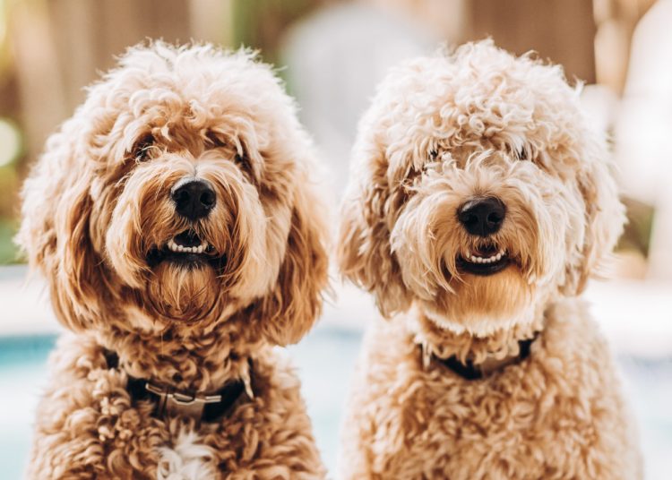 5 kovrčavih očnjaka za ljubitelje zagrljaja prema stručnjacima za kućne ljubimce