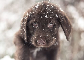 Pas ostavljen na snježno parkiralište supermarketa sada vodi sasvim drugačiji život