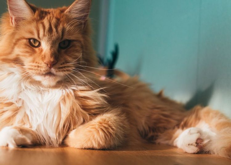 Mačkoljupci oduševljeni ‘slatkom’ reakcijom kućnog ljubimca svaki put kad se vlasnik vrati kući Mačkoljupci oduševljeni ‘slatkom’ reakcijom kućnog ljubimca svaki put kad se vlasnik vrati kući