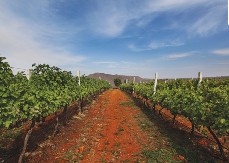 Posjetio sam ovaj vinograd samo 40 km od Bengalurua, savršeni mini bijeg za ljubitelje vina
