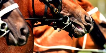 Savjeti za utrku i pregledi za Waggu u petak