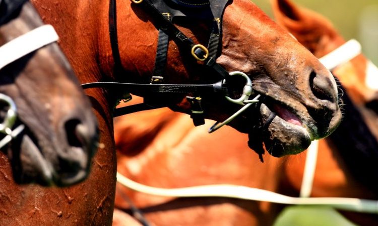 Savjeti za utrku i pregledi za Waggu u petak