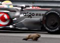 Mrmot udario na trkaćoj stazi F1 Grand Prix, ostaje pitanje sigurnosti vozača Mrmot udario na trkaćoj stazi F1 Grand Prix, ostaje pitanje sigurnosti vozača