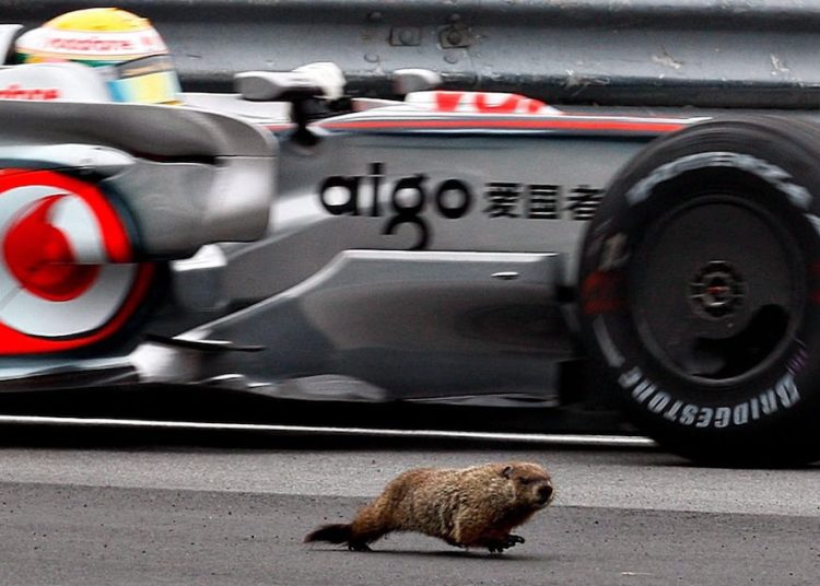 Mrmot udario na trkaćoj stazi F1 Grand Prix, ostaje pitanje sigurnosti vozača