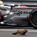 Mrmot udario na trkaćoj stazi F1 Grand Prix, ostaje pitanje sigurnosti vozača