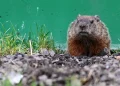 Mrmoti, mačji prijatelji i ‘Godzilla’ – najupečatljiviji susreti sa životinjama u F1