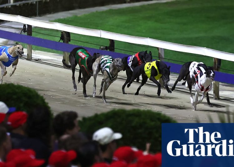 Odlazak na psa: ljubitelji utrka žale zbog zatvaranja ‘Wenty’, povijesne staze za hrtove u Sydneyu Odlazak na psa: ljubitelji utrka žale zbog zatvaranja ‘Wenty’, povijesne staze za hrtove u Sydneyu